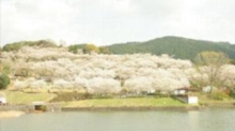上米公園 桜まつりイメージ